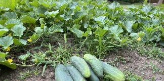 cucumbers