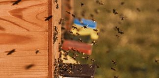 bee colonies