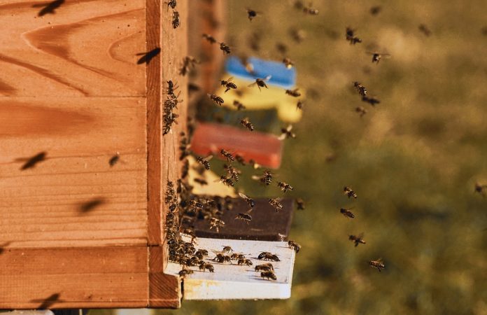 bee colonies bee colonies