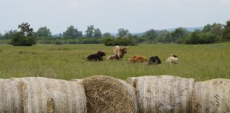 cattle and bales of hay on pasture
