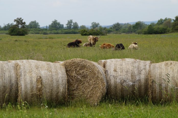 cattle and bales of hay on pasture cattle and bales of hay on pasture