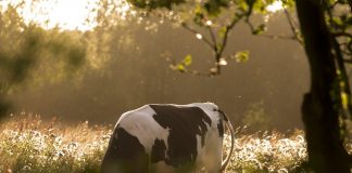 cow grazing