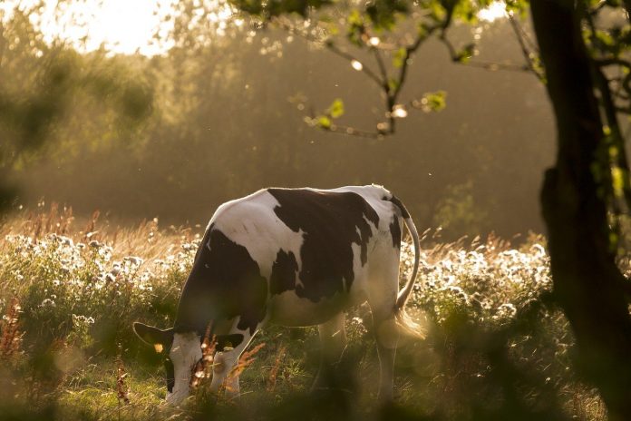 cow grazing cow grazing