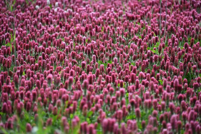 crimson clover crimson clover