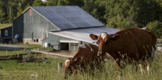 cows standing in a field of grass