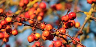 crabapples