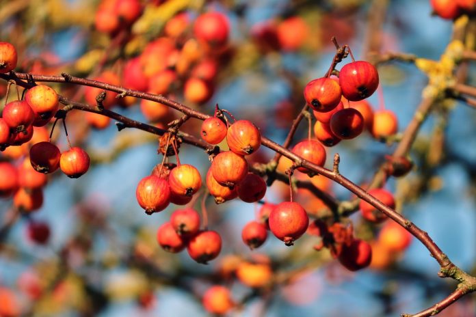 crabapples crabapples