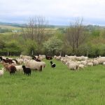 sheep on pasture