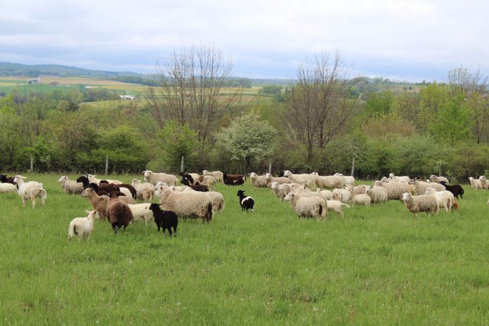 sheep on pasture sheep on pasture