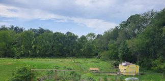 homesteading garden