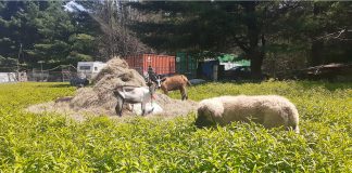 livestock guardian dog puppy and goats