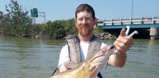 channel catfish