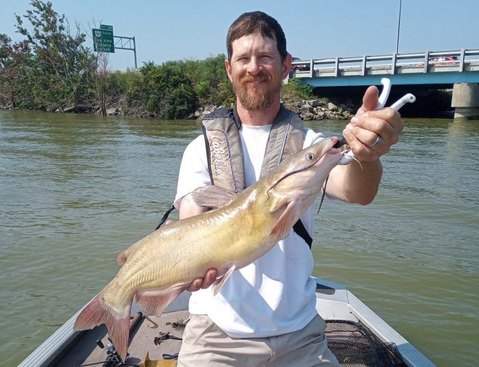 channel catfish channel catfish