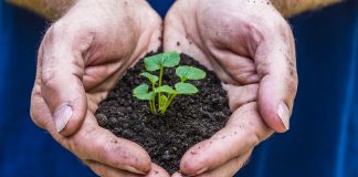 A pair of hands hold soil and a small plant.