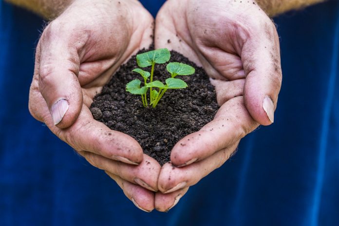metro-soil A pair of hands hold soil and a small plant.