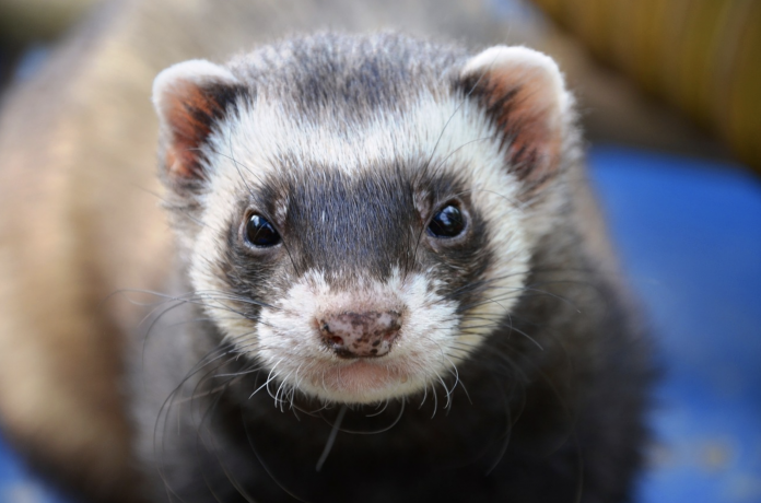 ferret ferret