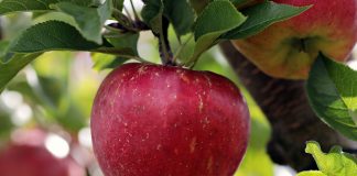 apple