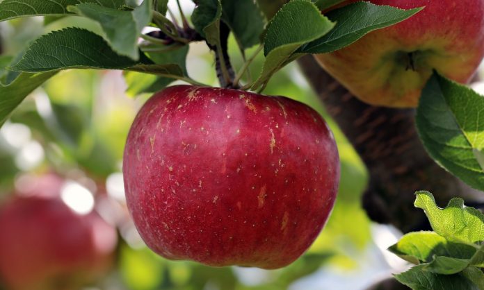 apple apple