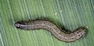 Fall armyworms