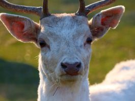 white deer