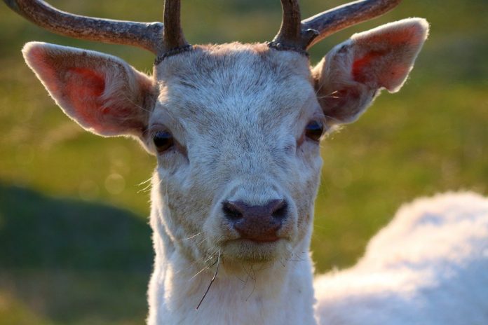 white deer white deer