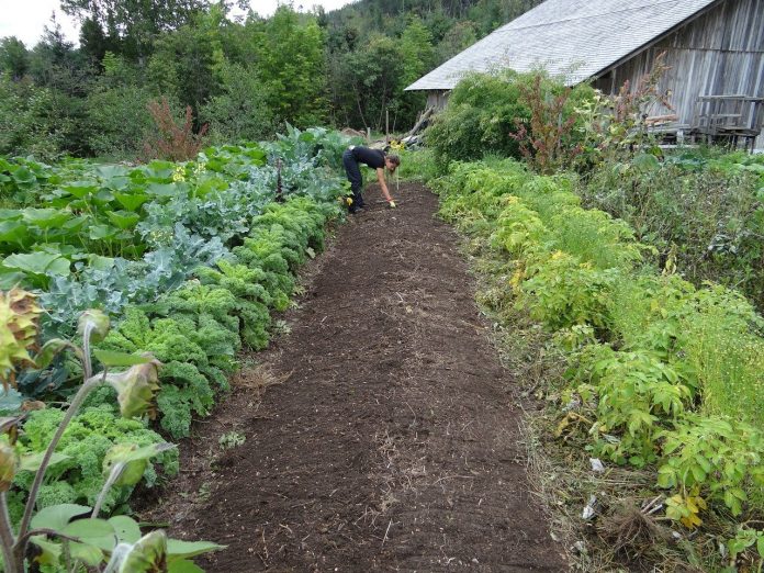 garden garden