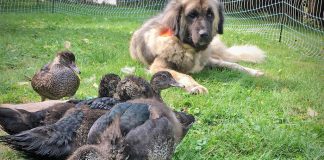ducks and dog