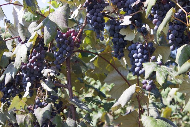 Grapes on a vine.