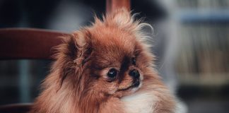pekingese