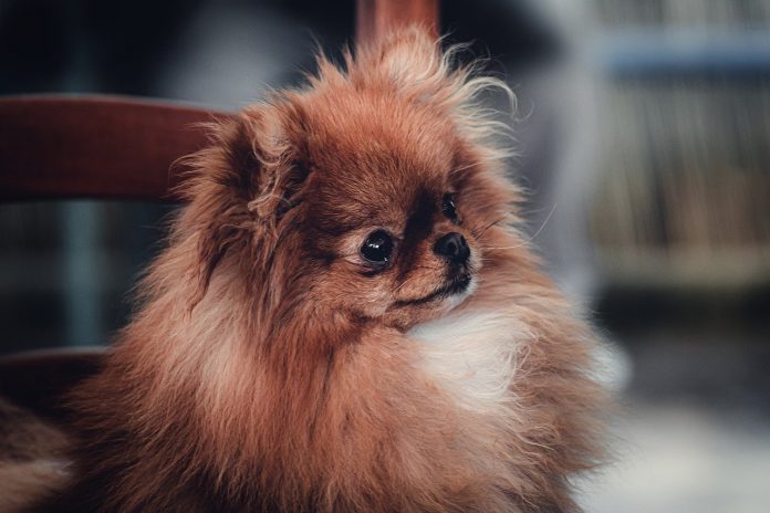 pekingese pekingese