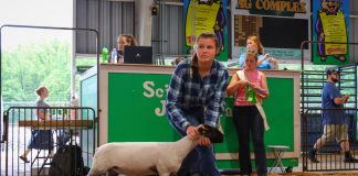 girl showing sheep at fair