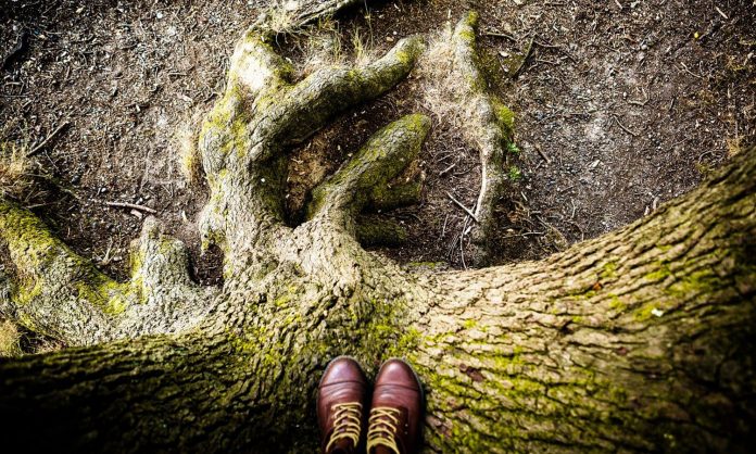 tree tree