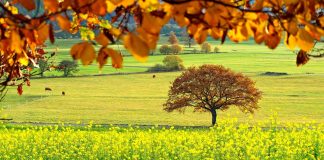 pasture