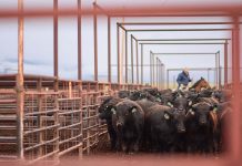 New beginnings, even for things we’ve done before cattle herd