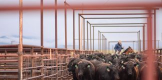 cattle herd