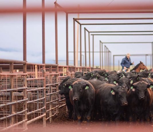 cattle herd