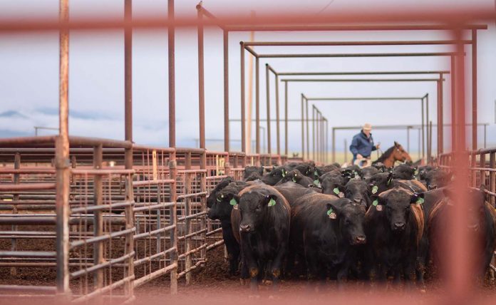 cattle herd cattle herd