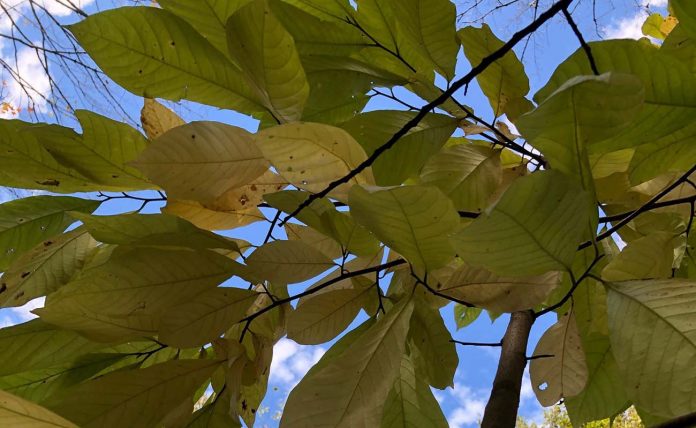 Pawpaw tree Pawpaw tree
