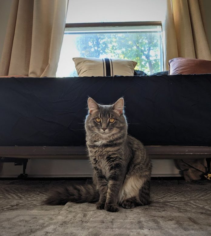 Kym Seabolt's cat, Kai Kym Seabolt's cat, Kai