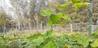 garden squash