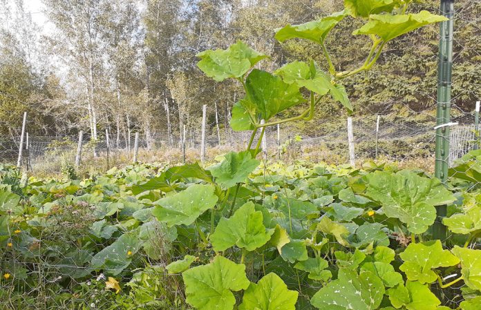 202110squash garden squash