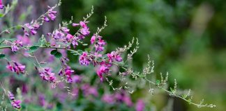 Japanese clover