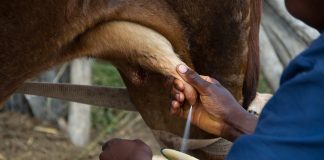milking a cow