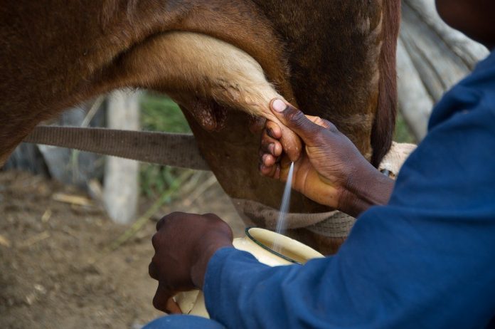 milking a cow milking a cow