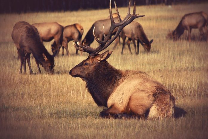 elk elk