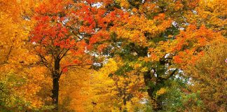 fall road