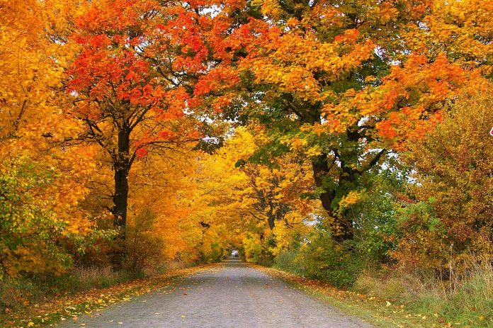 fall road