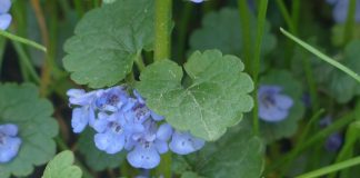 ground ivy