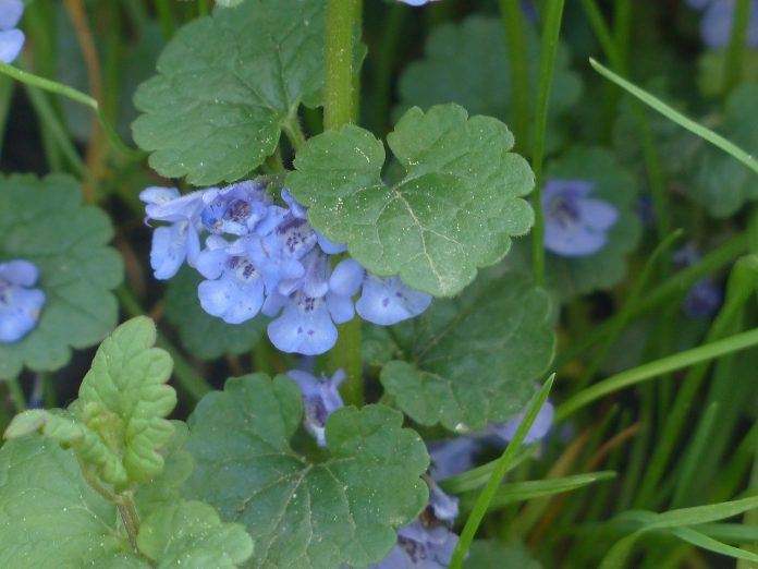 ground-ivy-116264_1280 ground ivy