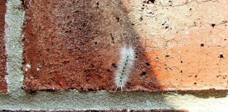 hickory tussock moth caterpillar